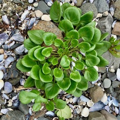 Cochlearia officinalis
