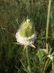 Dipsacus laciniatus