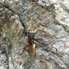 Urocerus gigas