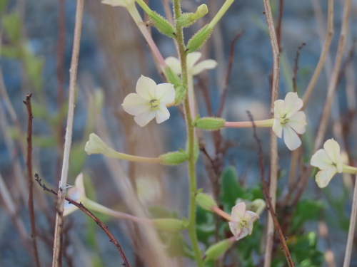 Namib Plumbago (Plumbago pearsonii)