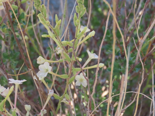 Image of Plumbago pearsonii by no rights reserved