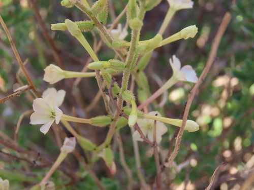 Image of Plumbago pearsonii by no rights reserved