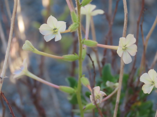 Image of Plumbago pearsonii by no rights reserved