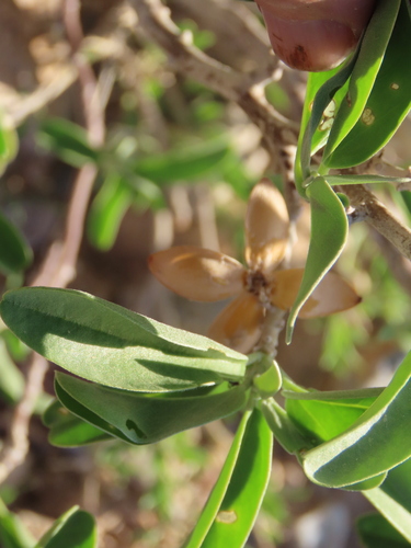 Image of Ipomoea adenioides by no rights reserved