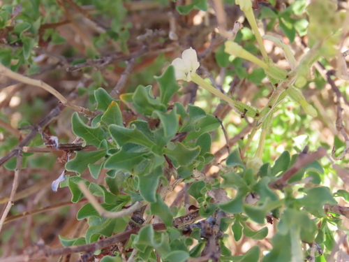 Image of Plumbago pearsonii by no rights reserved