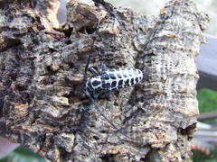 Plectrodera scalator