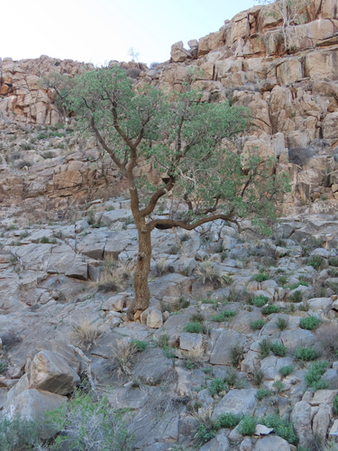 Image of Ozoroa crassinervia by no rights reserved