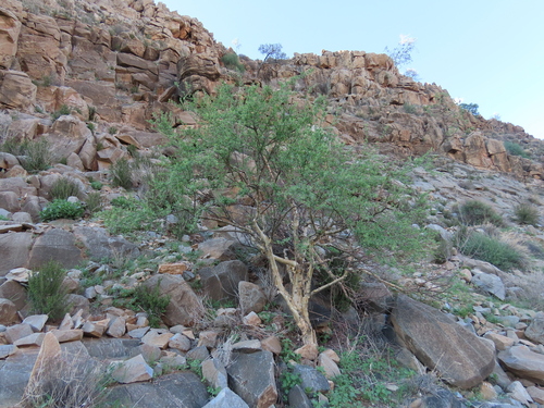 Image of Euphorbia guerichiana by no rights reserved