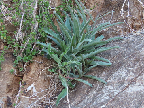 Cyphostemma hereroense