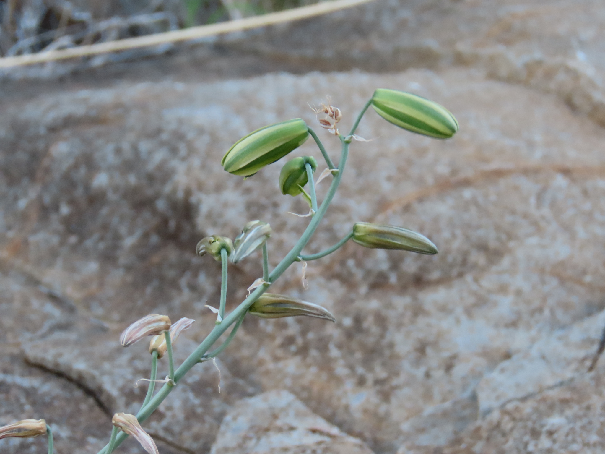 Albuca abyssinica