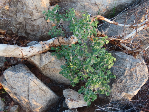Image of Monsonia marlothii by no rights reserved