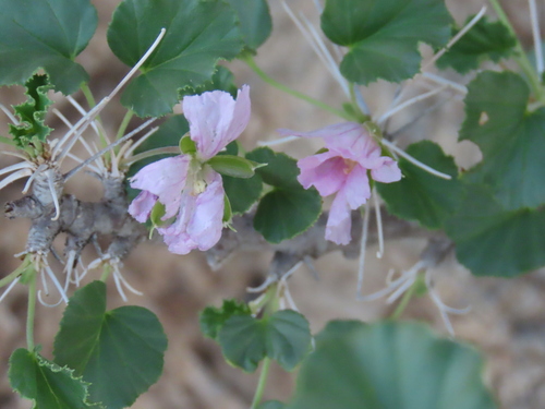 Monsonia marlothii