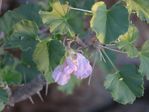 Monsonia marlothii