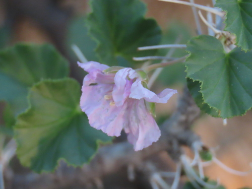 Monsonia marlothii