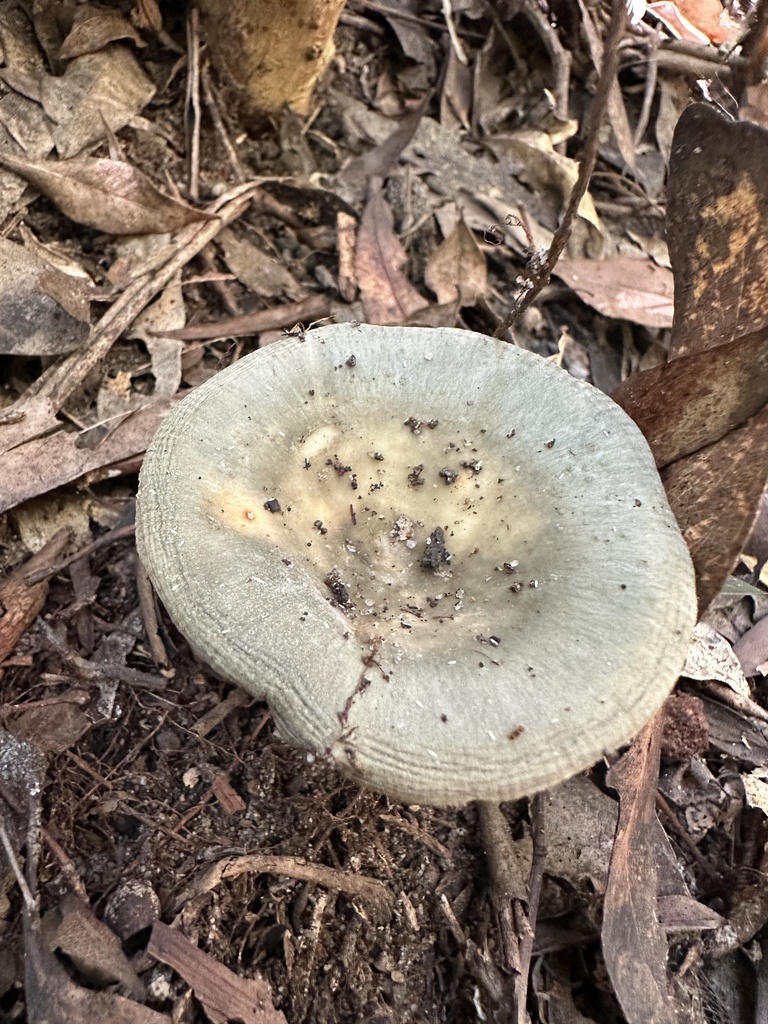 Russula iterika