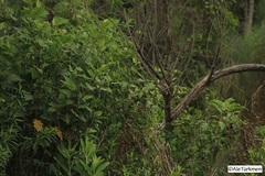 Glaucidium