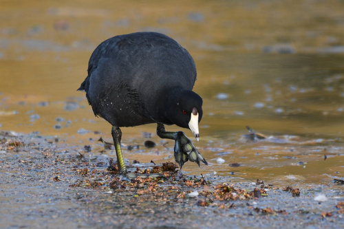 American Coot (Fulica americana)