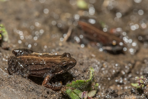 Mountain Caco, Cacosternum parvum