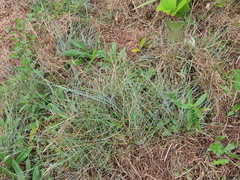 Festuca ammobia