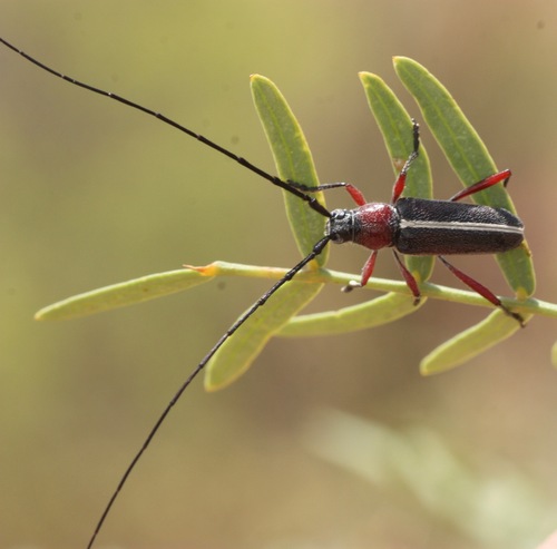Plionoma suturalis