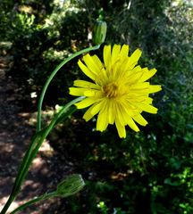 Crepis hierosolymitana