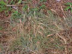 Festuca ammobia