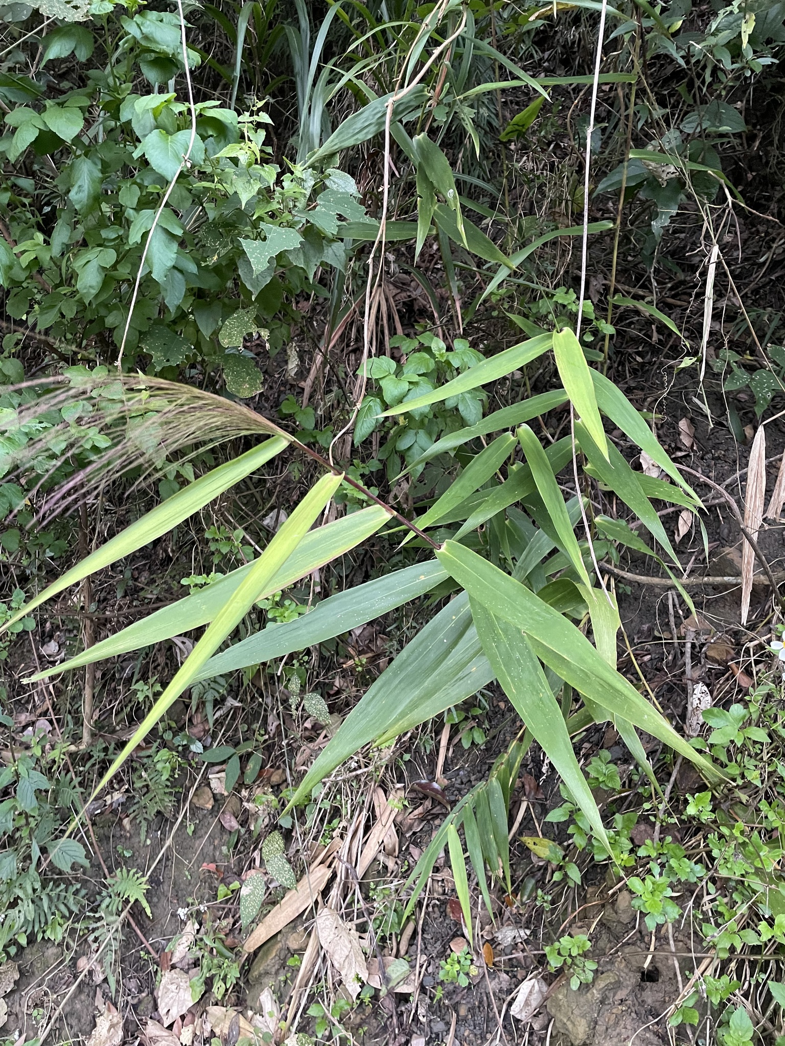 Imagem de Vassoura-de-bruxa