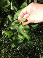 Asclepias speciosa