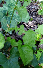 Crepis hierosolymitana