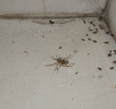 Steatoda castanea