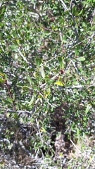 Rhamnus oleoides