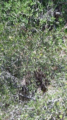 Rhamnus oleoides