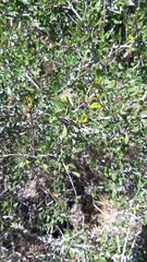 Rhamnus oleoides
