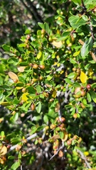 Rhamnus oleoides