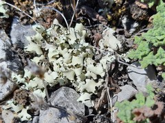 Cladonia convoluta