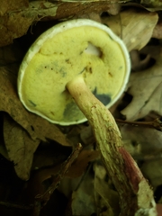 Caloboletus inedulis