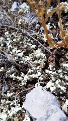 Cladonia convoluta