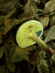 Caloboletus inedulis