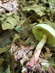 Caloboletus inedulis