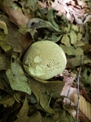 Caloboletus inedulis