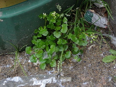 Cochlearia danica