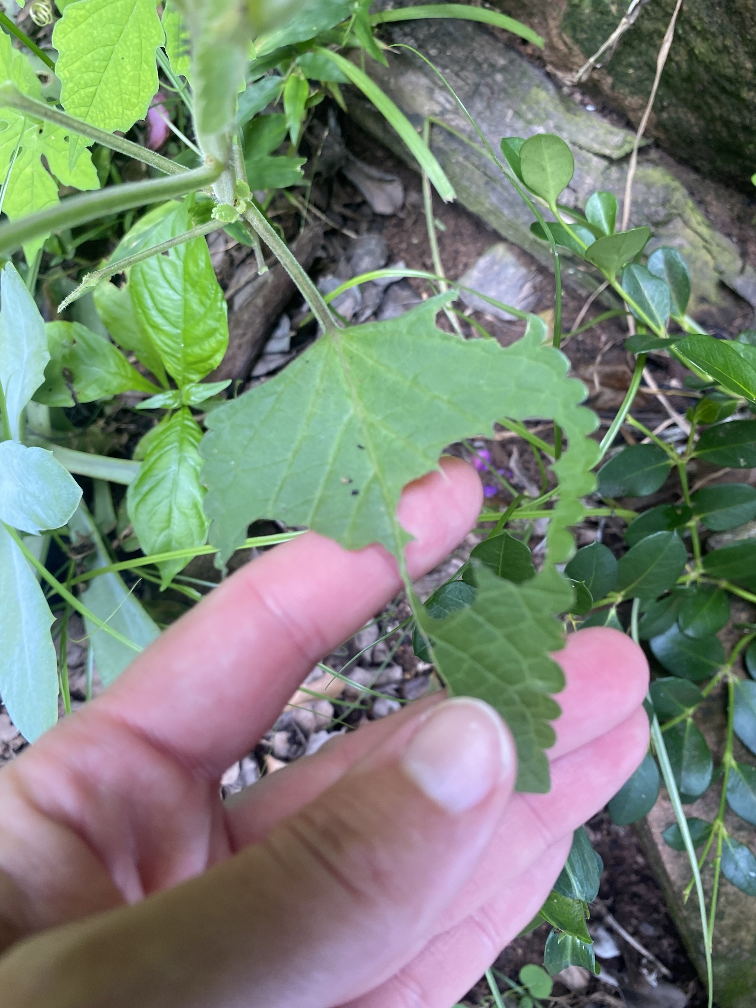 Imagem de Lavanda-do-zulu