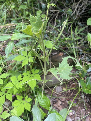 Foto de Lavanda-do-zulu