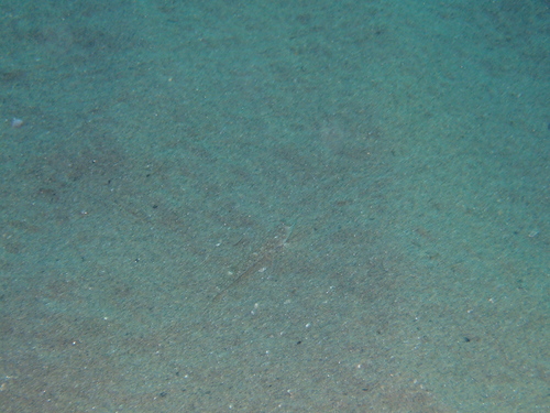 Callionymus risso