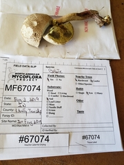 Caloboletus inedulis