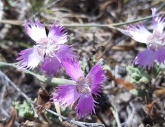 Dianthus broteri