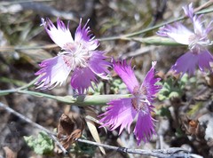 Dianthus broteri