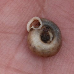 Polygyrinae