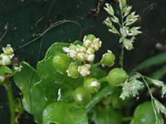 Cochlearia danica