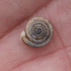 Polygyrinae